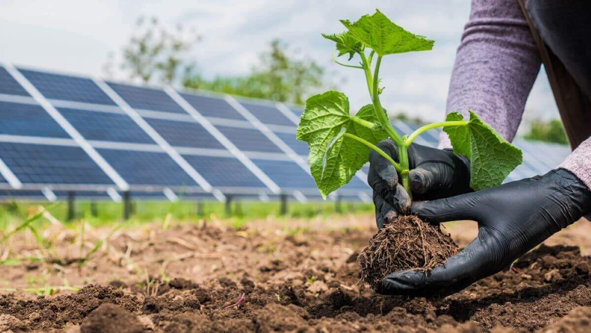 Qual é a rentabilidade de uma horta solar?